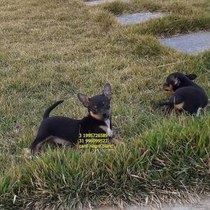pinscher miniatura a venda