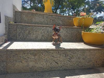pinscher miniatura a venda