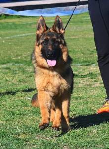 Cachorra Pastor Alemo de seis meses com pedigree