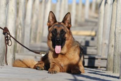 Cachorro Pastor Alemo com pedigree e garantias de sade