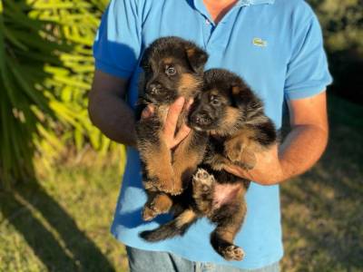 Cachorro Pastor Alemo com pedigree e garantias de sade