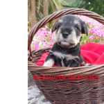 Schnauzer Miniatura SCHNAUZER MINIATURA SAL E PIMENTA