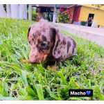 Dachshund FILHOTE DE BASSET TECKEL ALERQUIN So Paulo Cotia