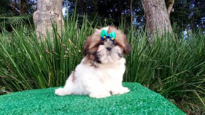 Filhotes de Shih-tzu em Curitiba