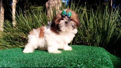 Filhotes de Shih-tzu em Curitiba