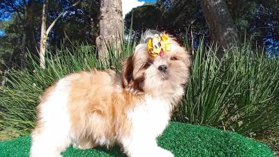 Filhotes de Shih-tzu em Curitiba