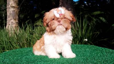 Filhotes de Shih-tzu em Curitiba