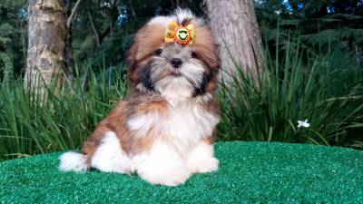 Filhotes de Shih-tzu em Curitiba