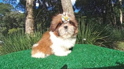 Filhotes de Shih-tzu em Curitiba