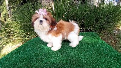 Filhotes de Shih-tzu em Curitiba