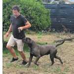 Cane Corso NINHADA DE CANE CORSO
