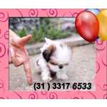 Lhasa Apso Filhotes de Lhasa Apso miniaturas femeas Minas Gerais Belo Horizonte