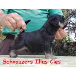 Schnauzer Miniatura SCHNAUZER MINIATURA PRETO E PRATA