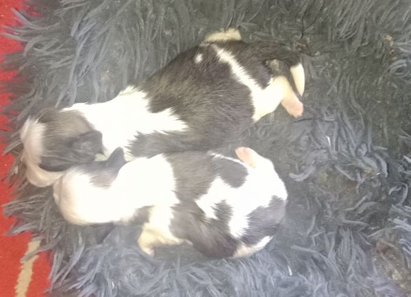 Shih-tzu macho mini com pedigree LOP
