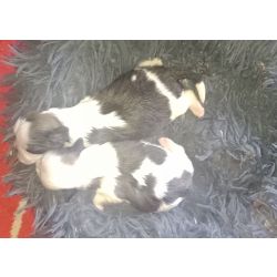 Shih-tzu Shih-tzu macho mini com pedigree LOP