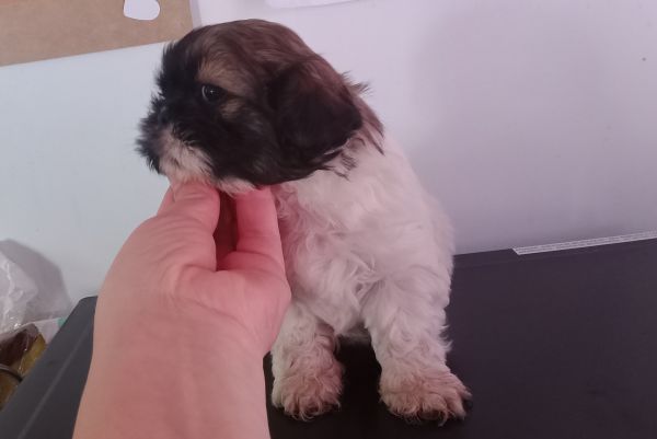 Shih-tzu macho mini com pedigree LOP