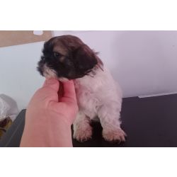 Shih-tzu Shih-tzu macho mini com pedigree LOP Braga Barcelos