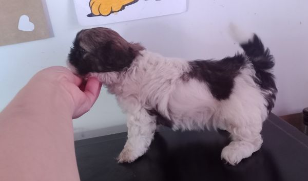 Shih-tzu macho mini com pedigree LOP