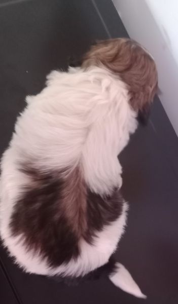 Shih-tzu macho mini com pedigree LOP