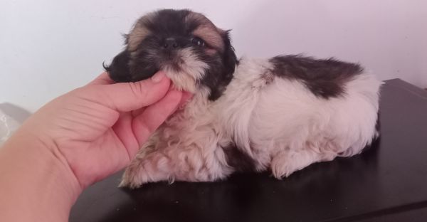 Shih-tzu macho mini com pedigree LOP