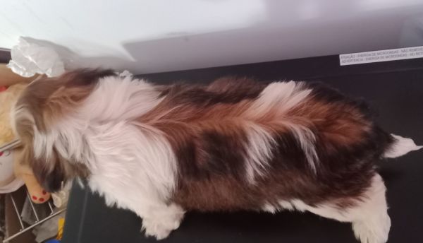 Shih-tzu macho mini com pedigree LOP