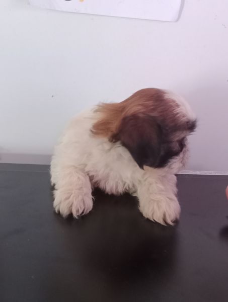 Shih-tzu macho mini com pedigree LOP