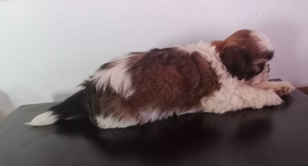 Shih-tzu macho mini com pedigree LOP
