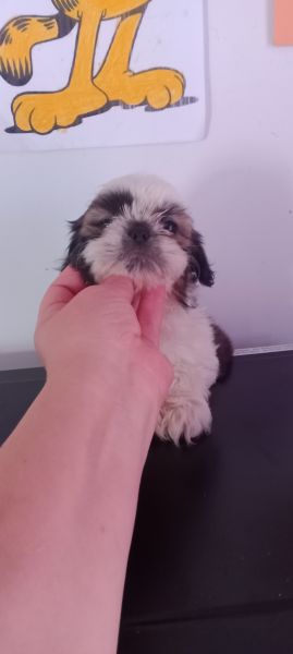 Shih-tzu macho mini com pedigree LOP