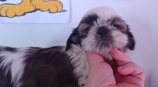 Shih-tzu macho mini com pedigree LOP