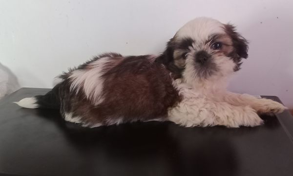 Shih-tzu macho mini com pedigree LOP