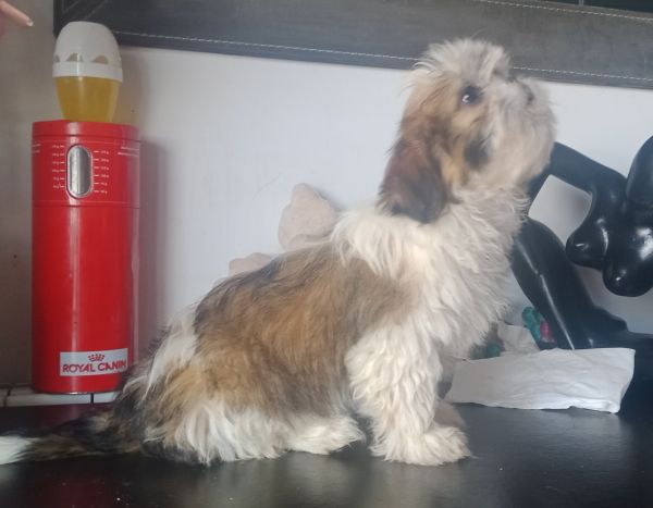 Shih-tzu macho mini com pedigree LOP