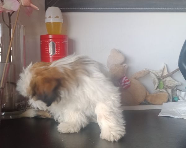 Shih-tzu macho mini com pedigree LOP