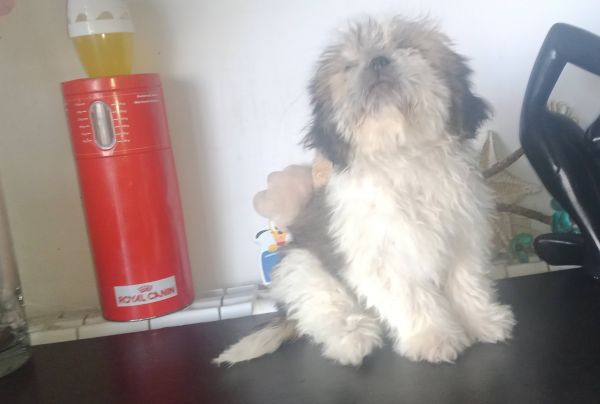 Shih-tzu macho mini com pedigree LOP