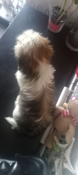 Shih-tzu macho mini com pedigree LOP