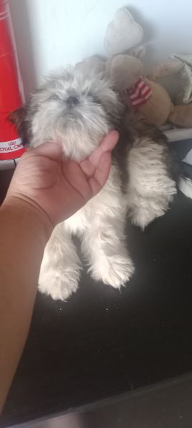 Shih-tzu macho mini com pedigree LOP
