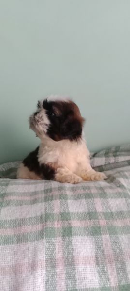 Shih-tzu macho mini com pedigree LOP