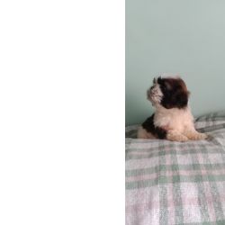 Shih-tzu Shih-tzu macho mini com pedigree LOP Braga Barcelos