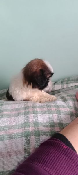 Shih-tzu macho mini com pedigree LOP