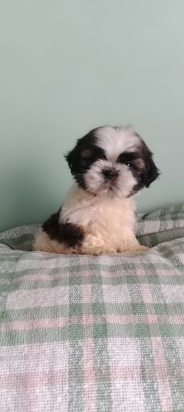 Shih-tzu macho mini com pedigree LOP