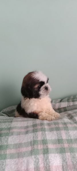 Shih-tzu macho mini com pedigree LOP