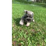 Schnauzer Miniatura (ano) PROCURANDO SCHNAUZERS AQUI VOC ENCONTRA FILHOTES CRIADOS POR MDICA VET So Paulo So Paulo