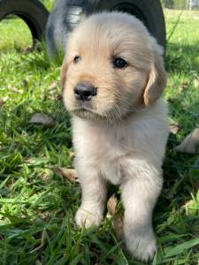 Filhotes de Golden retriever