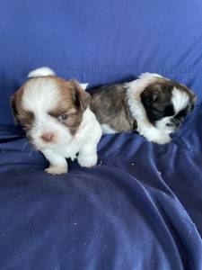 Filhotes de shihtzu