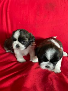 Filhotes de shihtzu