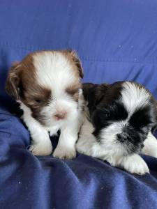 Filhotes de shihtzu