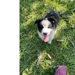 Border Collie Border collie Filhotes So Paulo IBINA