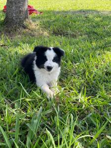 Border collie Filhotes