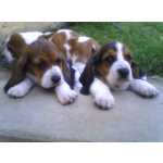 Basset Hound BASSET HOUND LINDOS FILHOTES
