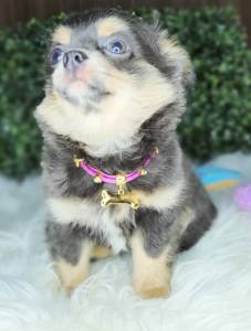 CHIHUAHUA PELO LONGO MACHO