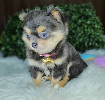 CHIHUAHUA PELO LONGO MACHO